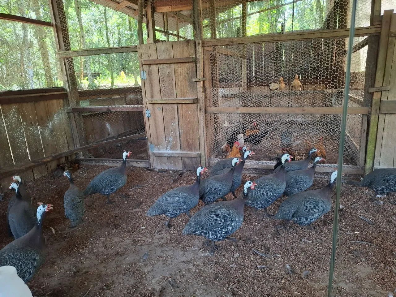 Ganha d angola adultas  - Foto 2