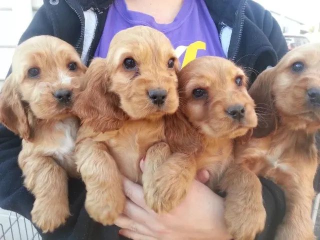 Cocker spaniel fofo e brincalhao 