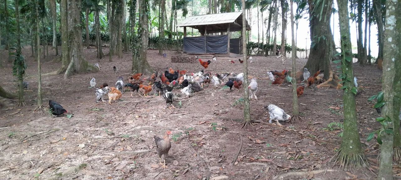 Vende-se galinhas e galos  - Foto 3