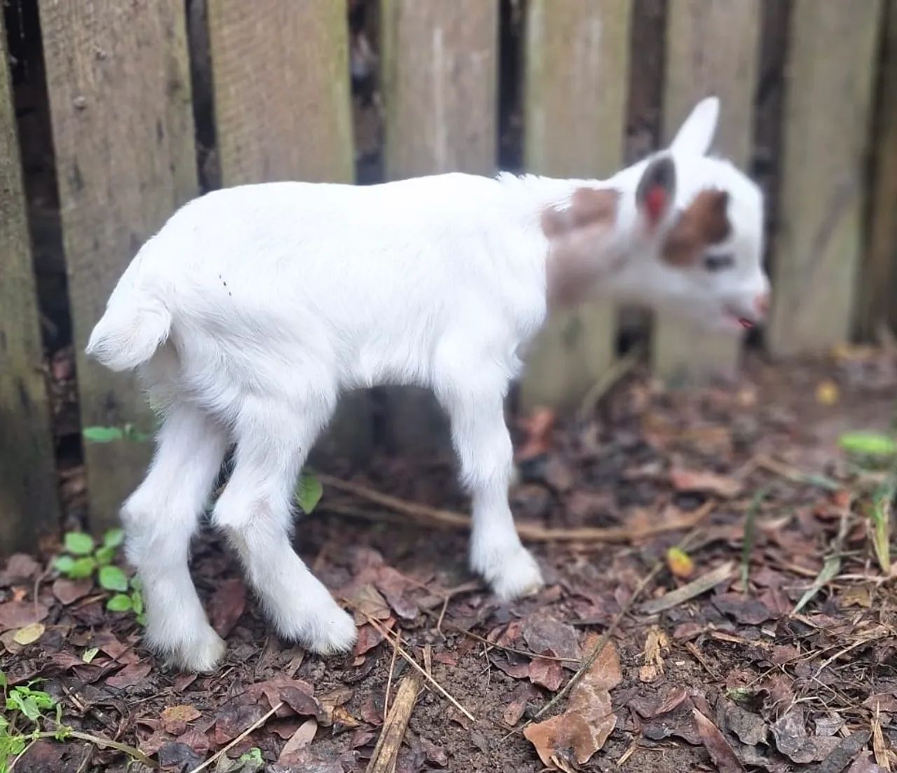 Mini Cabra, Mini Bode, Mini Cabrito  - Foto 4