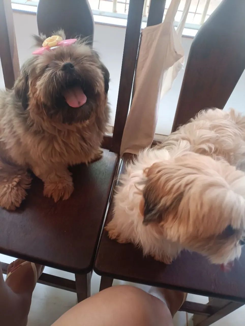 Doação de shitzu 