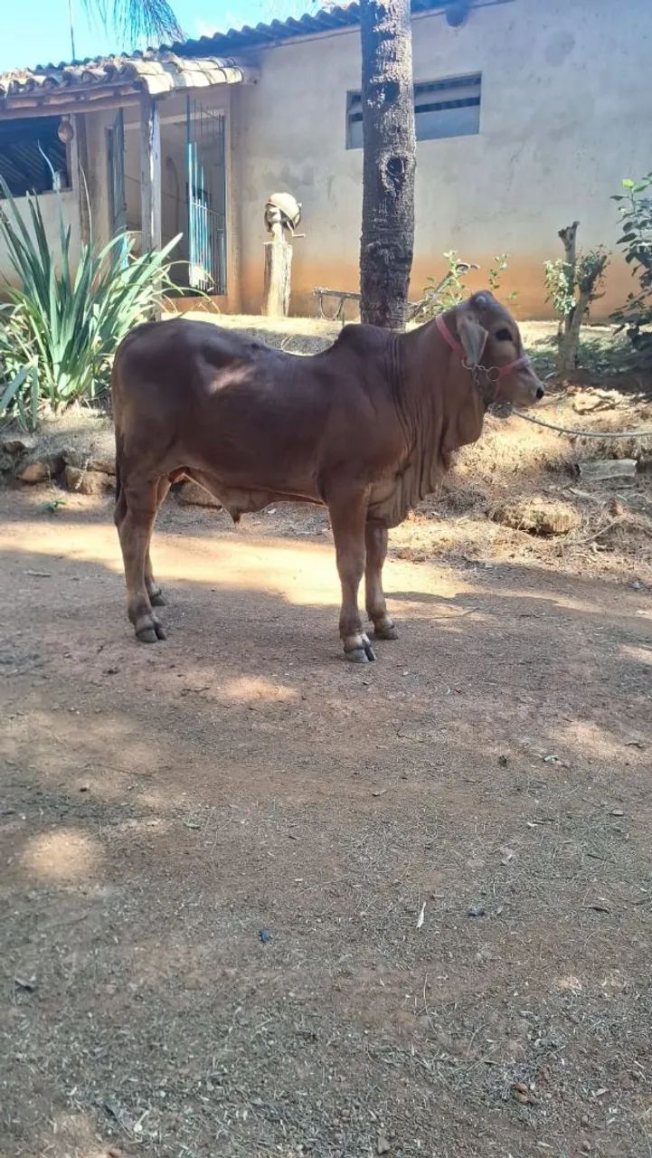 Sindi - Foto 3