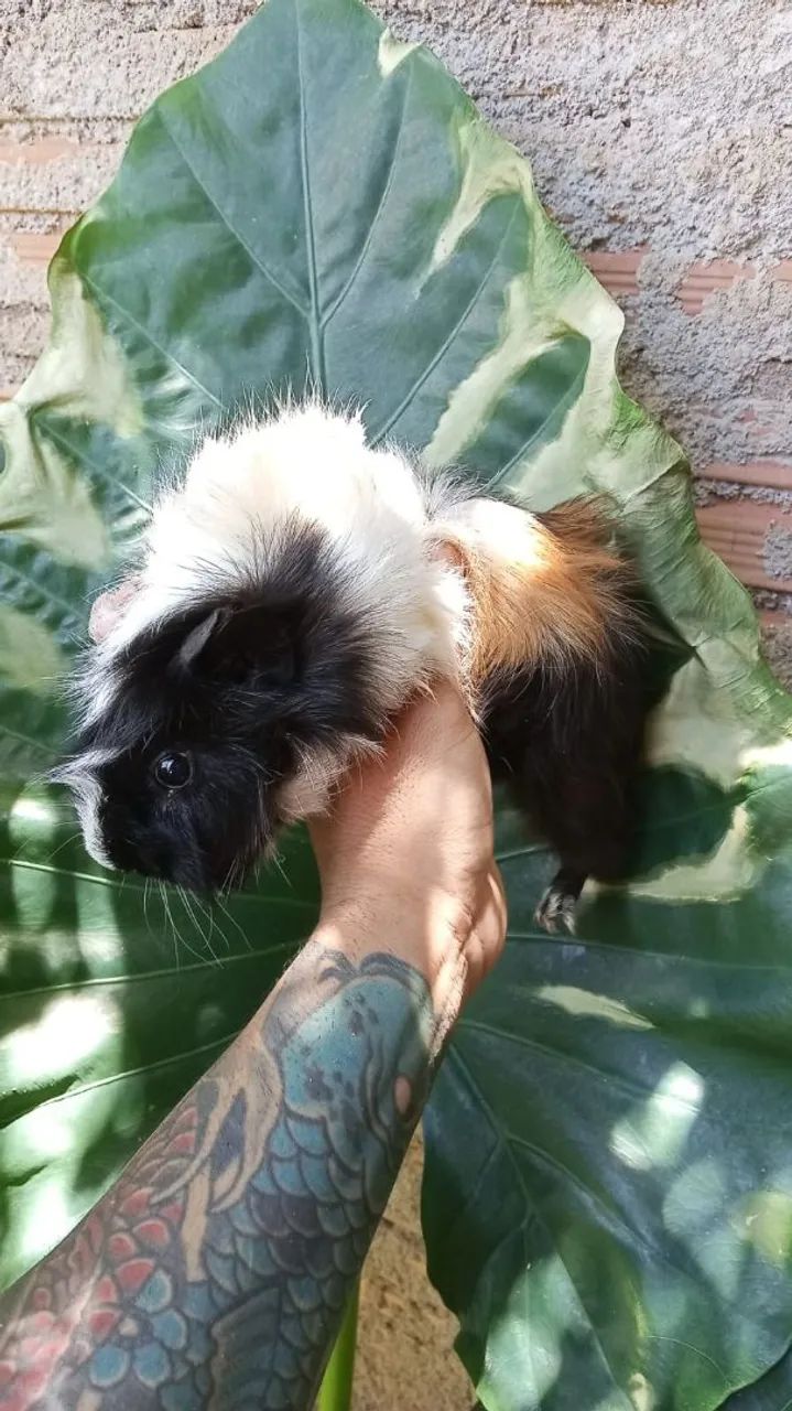 Porquinho da índia macho - Foto 3