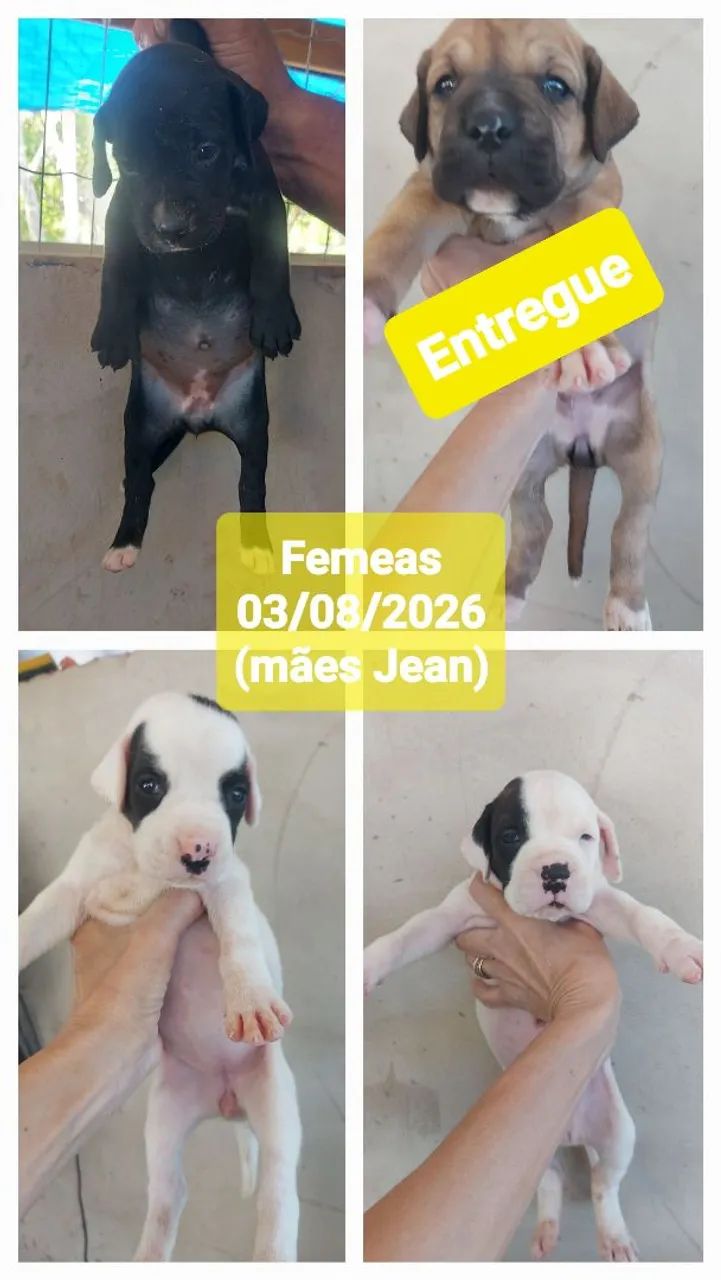 Filhotes de boxer híbridos - Foto 3
