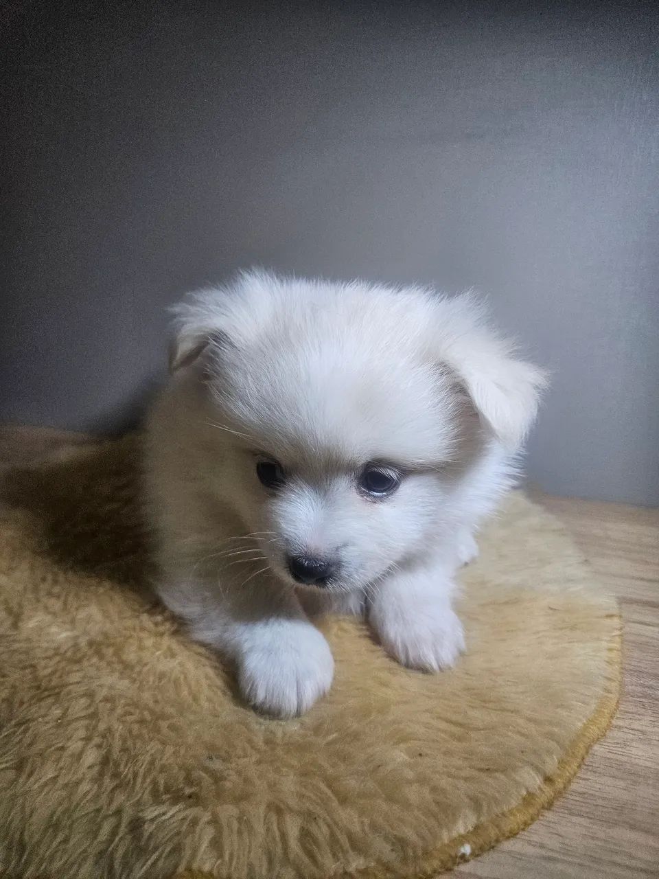 Cachorro spitz-alemão - Foto 4