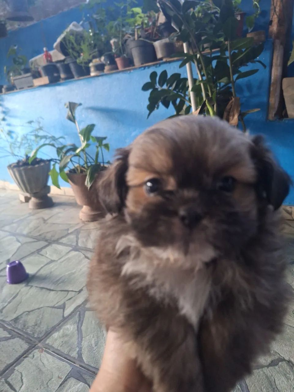 Vende se cachorro  - Foto 3