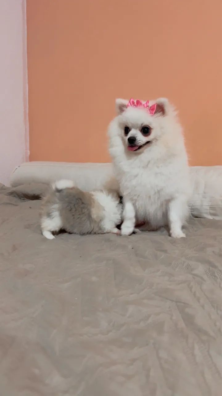 filhote de Lulu da Pomerânia - Foto 6