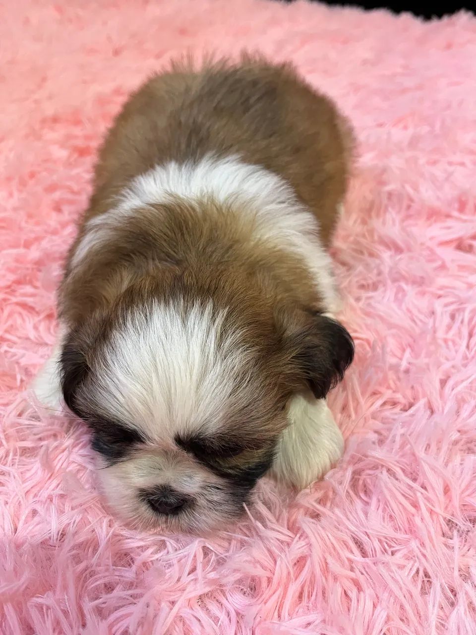 Filhotes de Shihtzu  - Foto 3