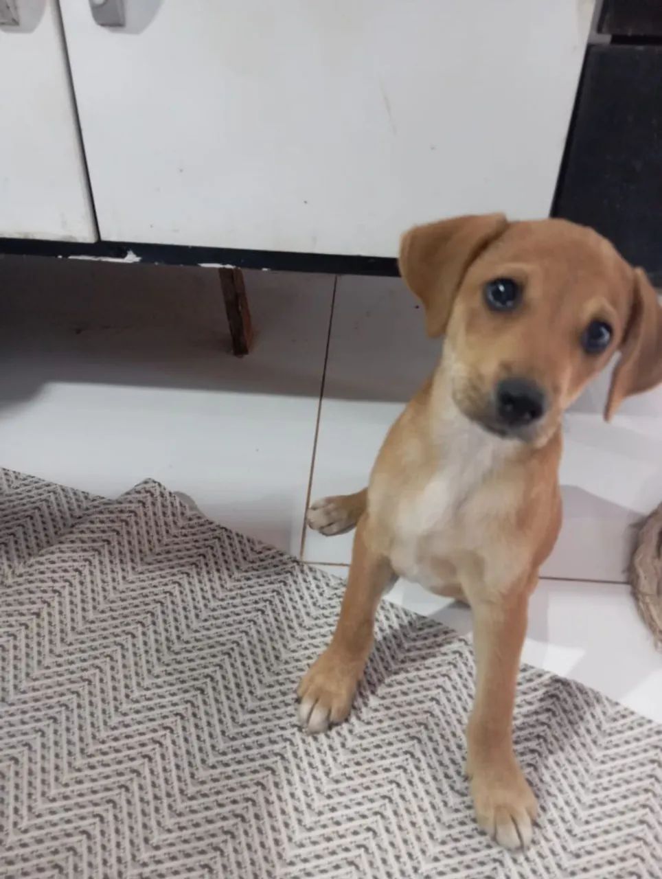 Doa-se cachorrinho  - Foto 3