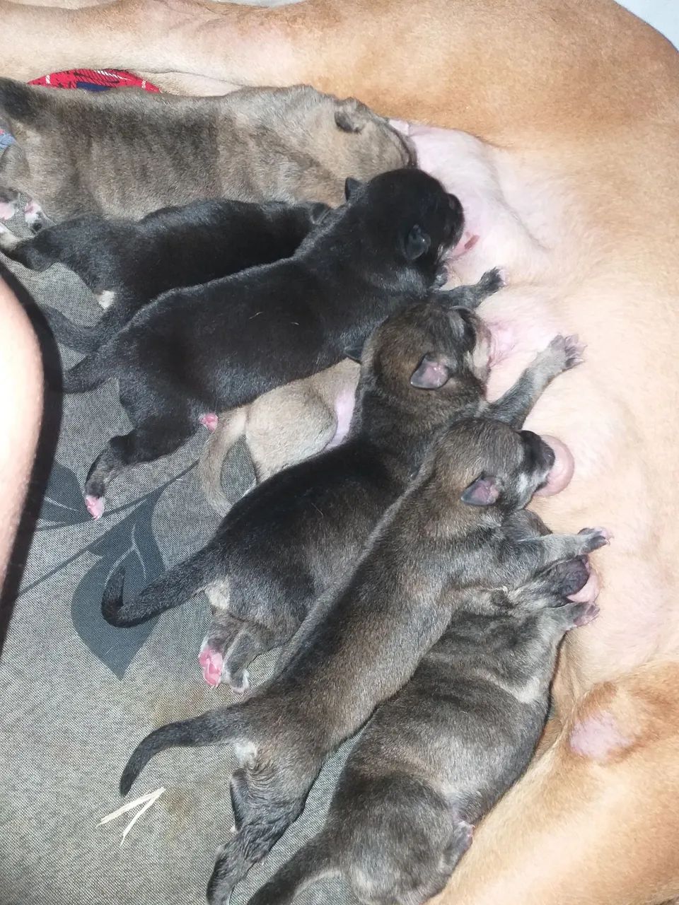 Filhote de American bully