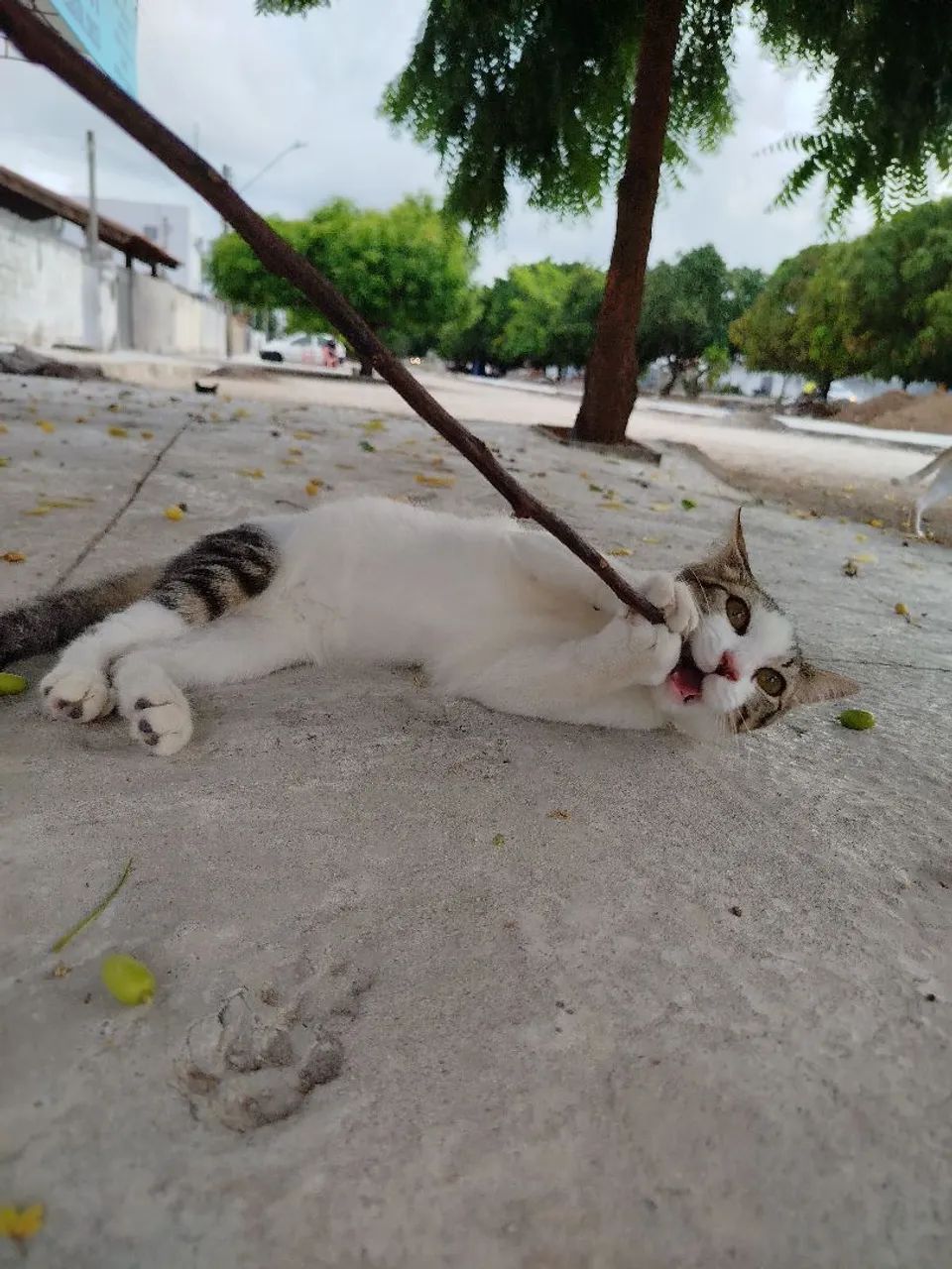 Gata fêmea para adoção  - Foto 2