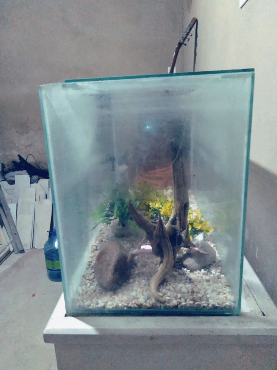 Aquario409382949350942721