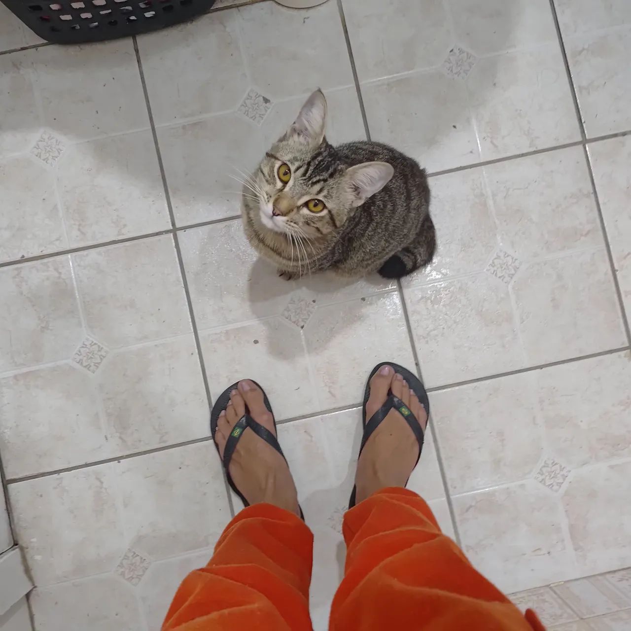 Gato castrado  - Foto 2