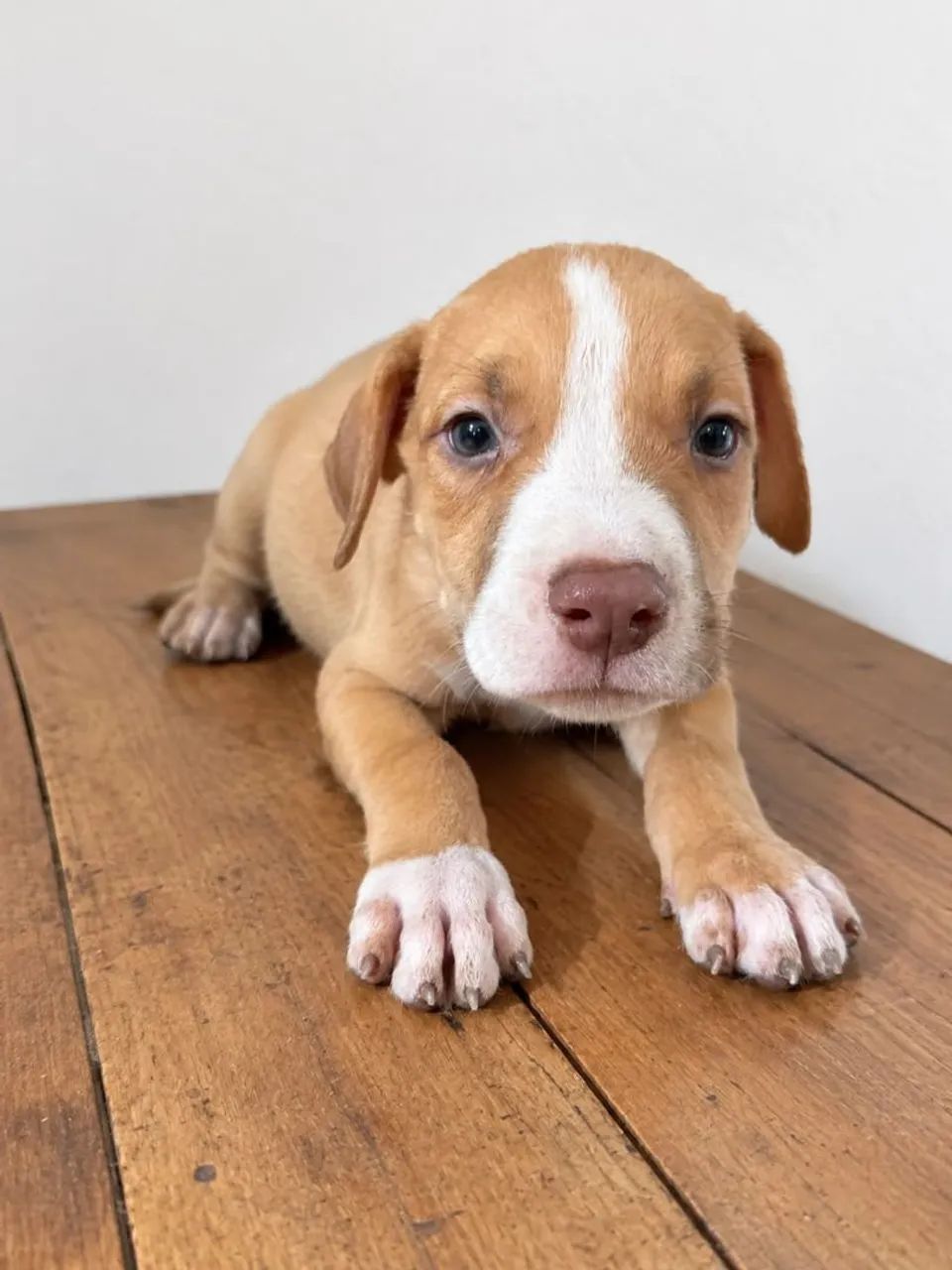 Vendo Pitbull  - Foto 4