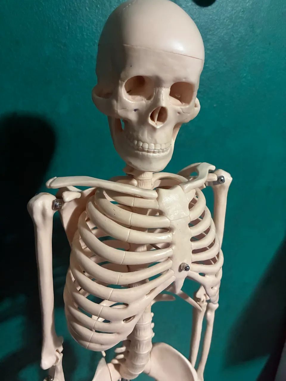 Objeto para estudo anatômico  - Foto 3