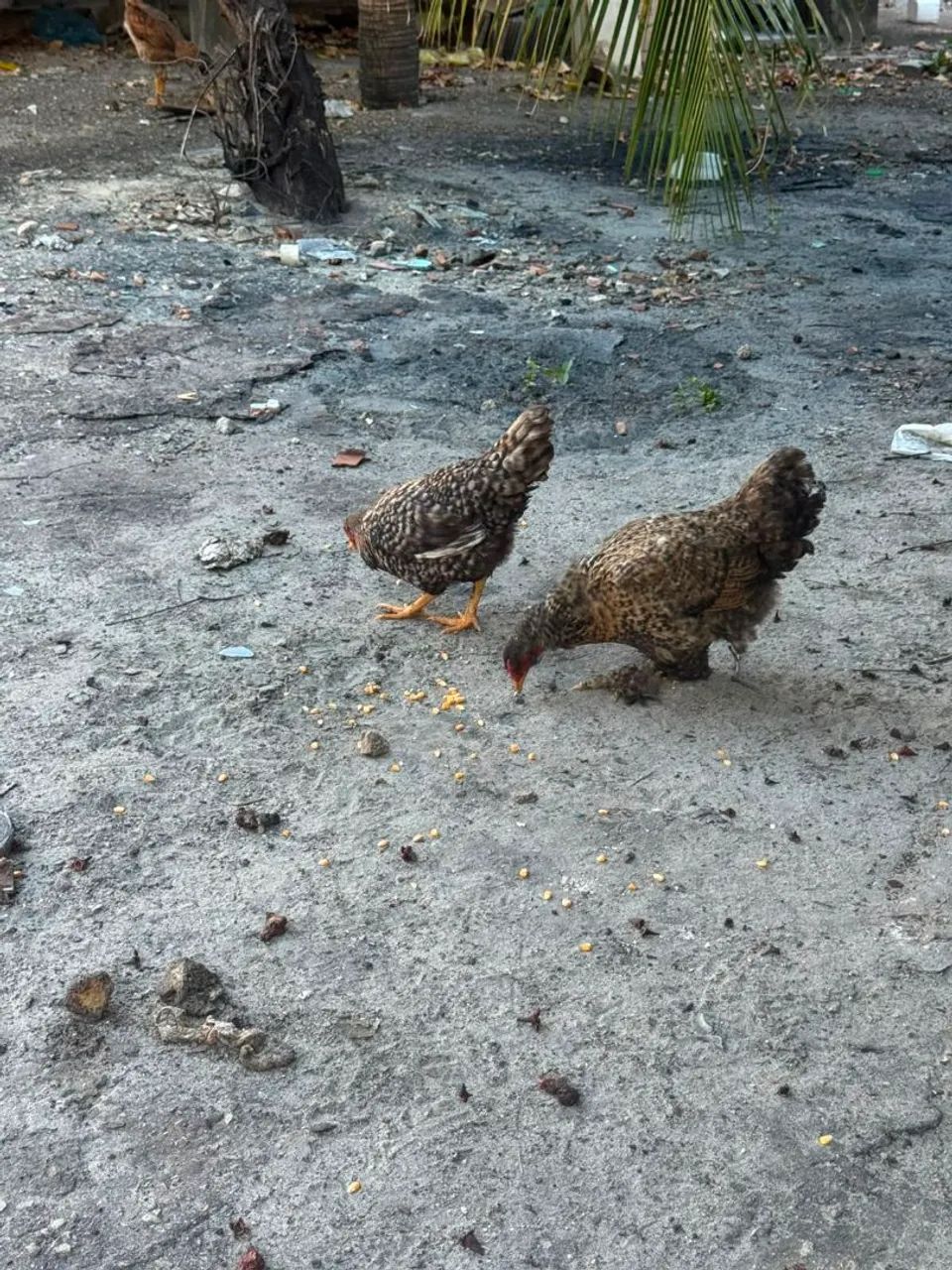 Galinhas caipira