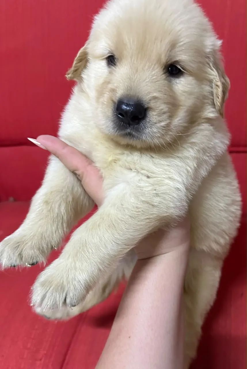 Goldesn retriver macho legítimo 