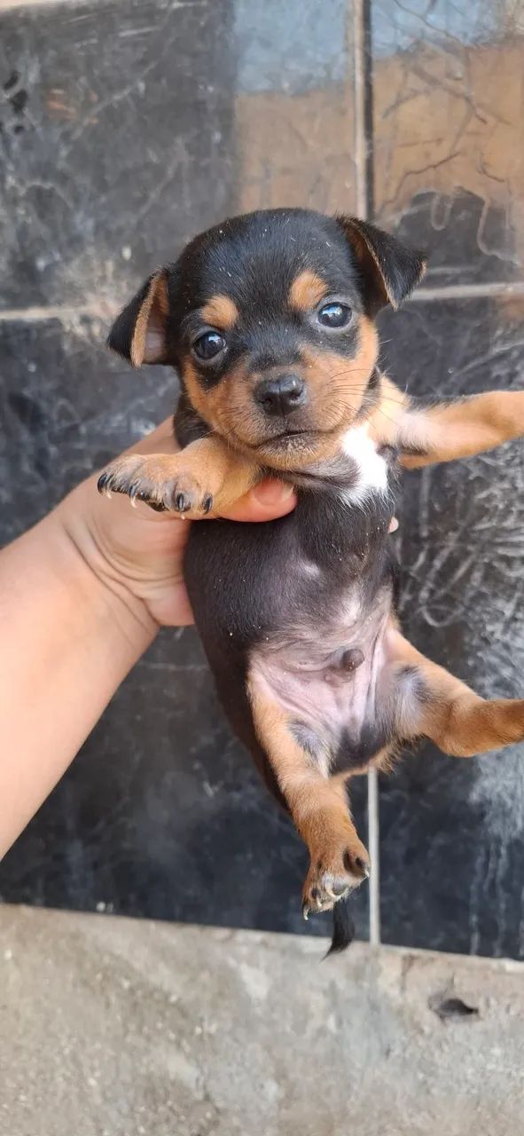 Pinscher MACHO  Miniatura  - Foto 4