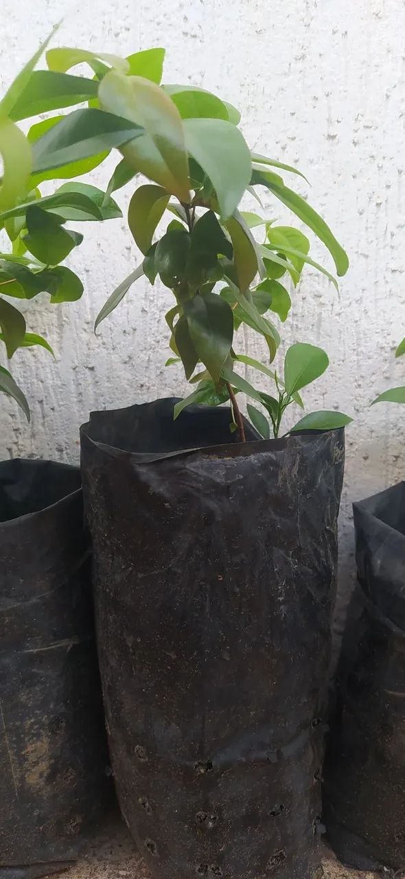 Muda de planta 30 reais  - Foto 2