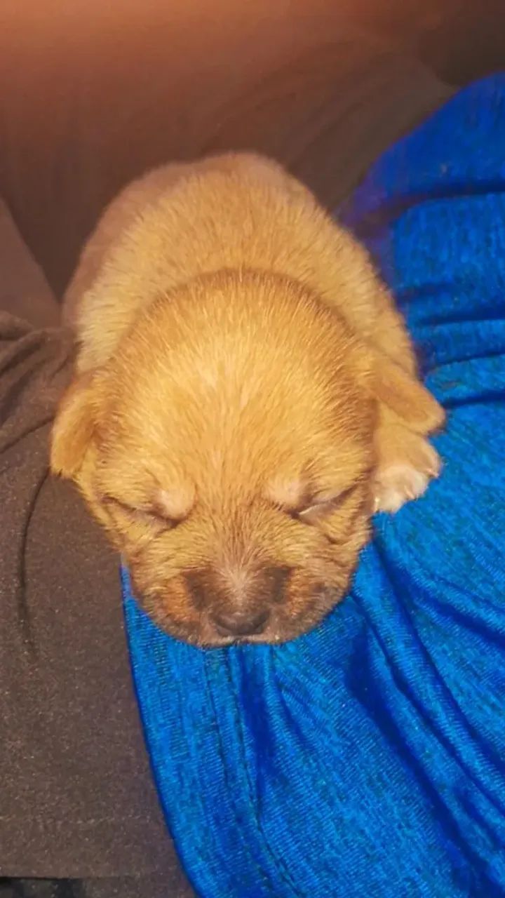 Vendo filhote de pinscher com pudou - Foto 2