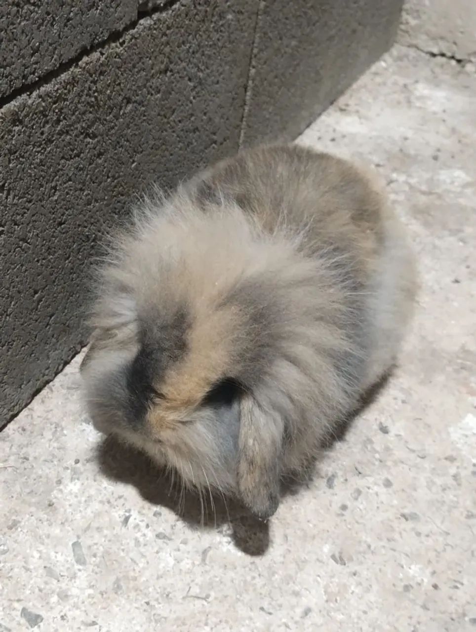 Coelhos