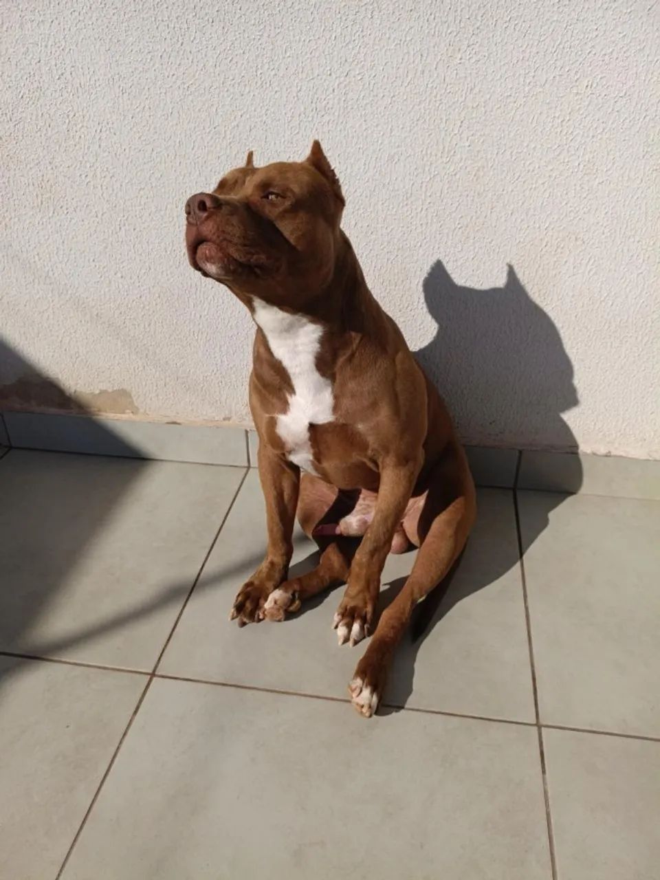 DOAÇÃO RESPONSÁVEL - PITBULL MACHO - Foto 3
