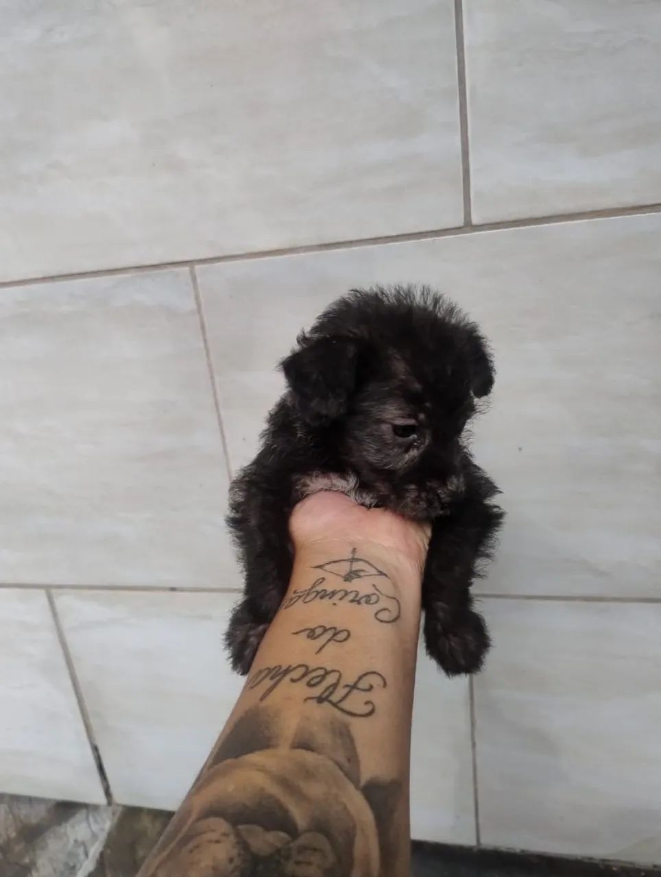 Cachorro