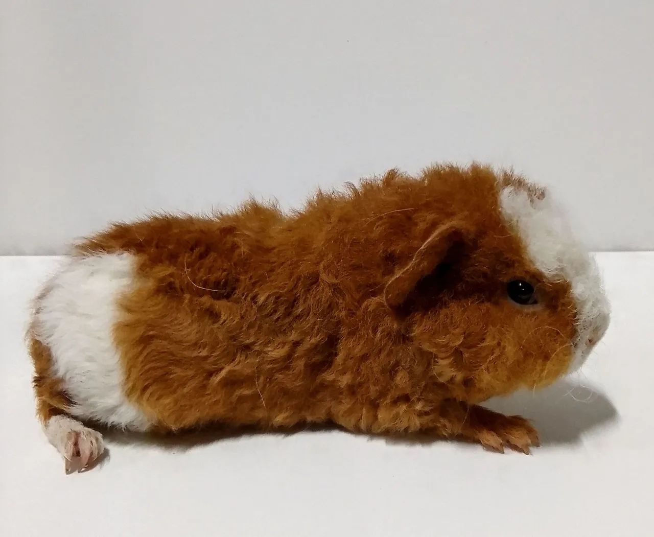 Porquinho da Índia de raça  - Foto 3