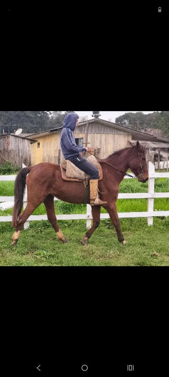 Cavalo grande bem domado e mto manso 