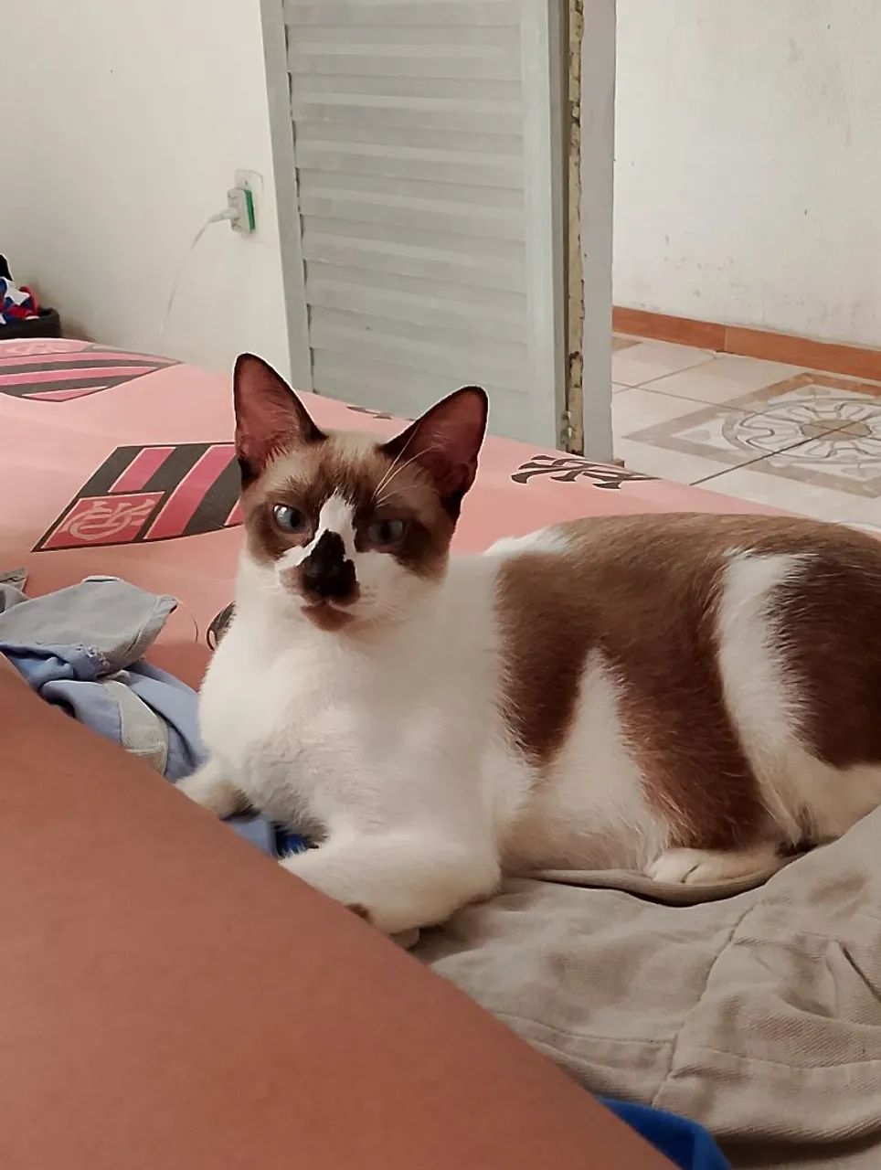 Doação de animais - Foto 2