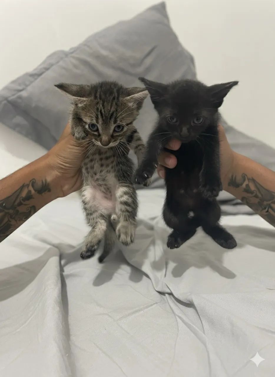 Gatinhos para doação 1mes - Foto 2