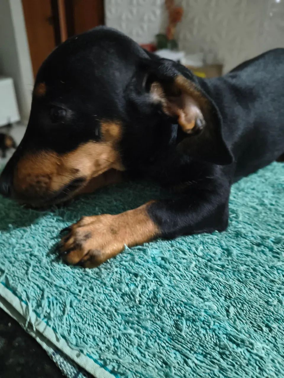 CACHORRINHO MACHO DASCH - Foto 2