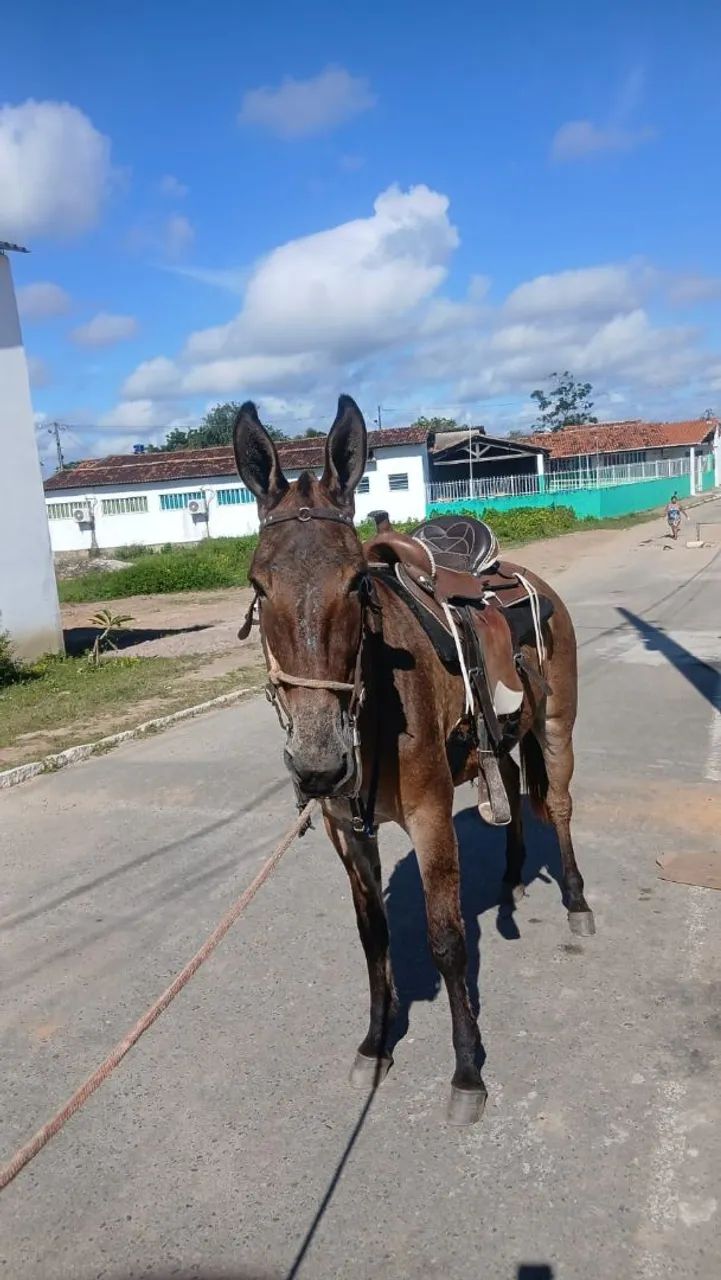 Vende-Se uma Burra Machadeira