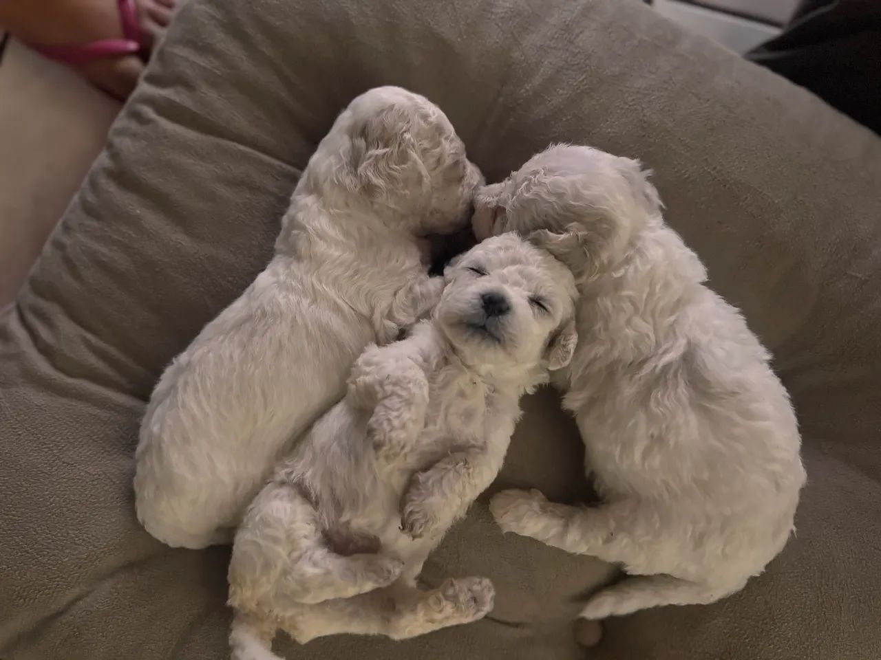 Poodles  - Foto 3