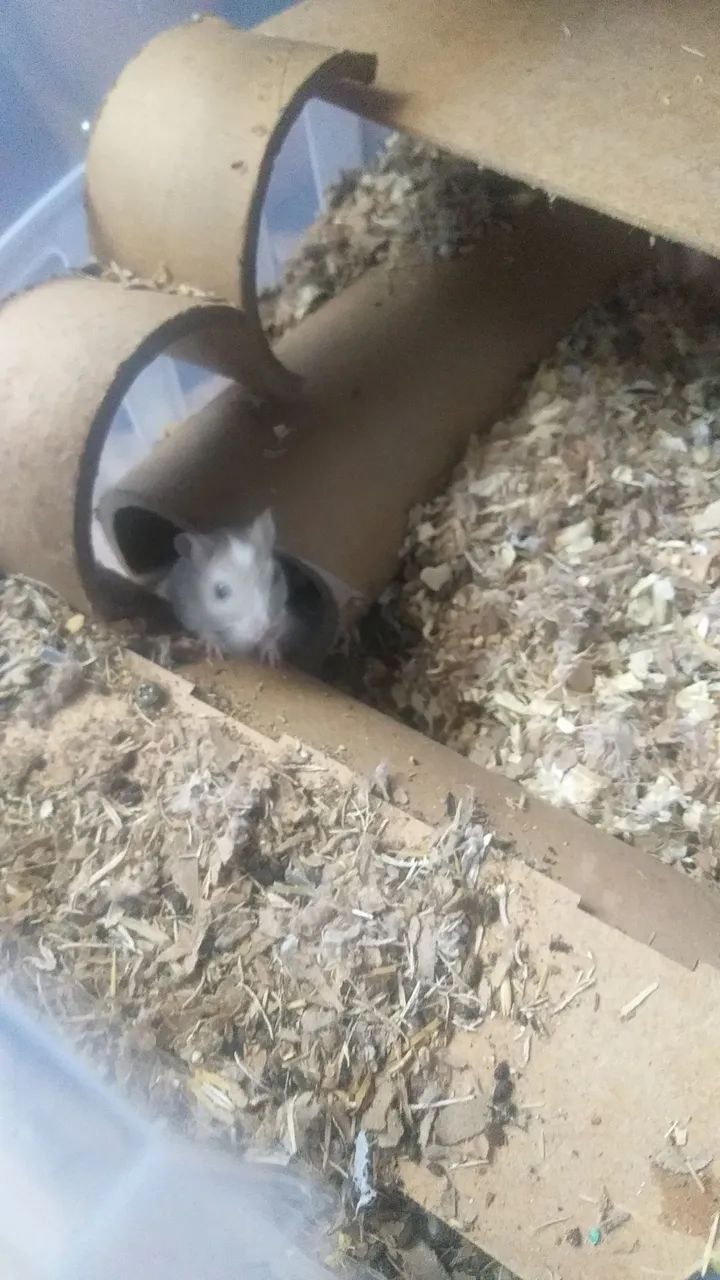 Vendo Gerbil  - Foto 2