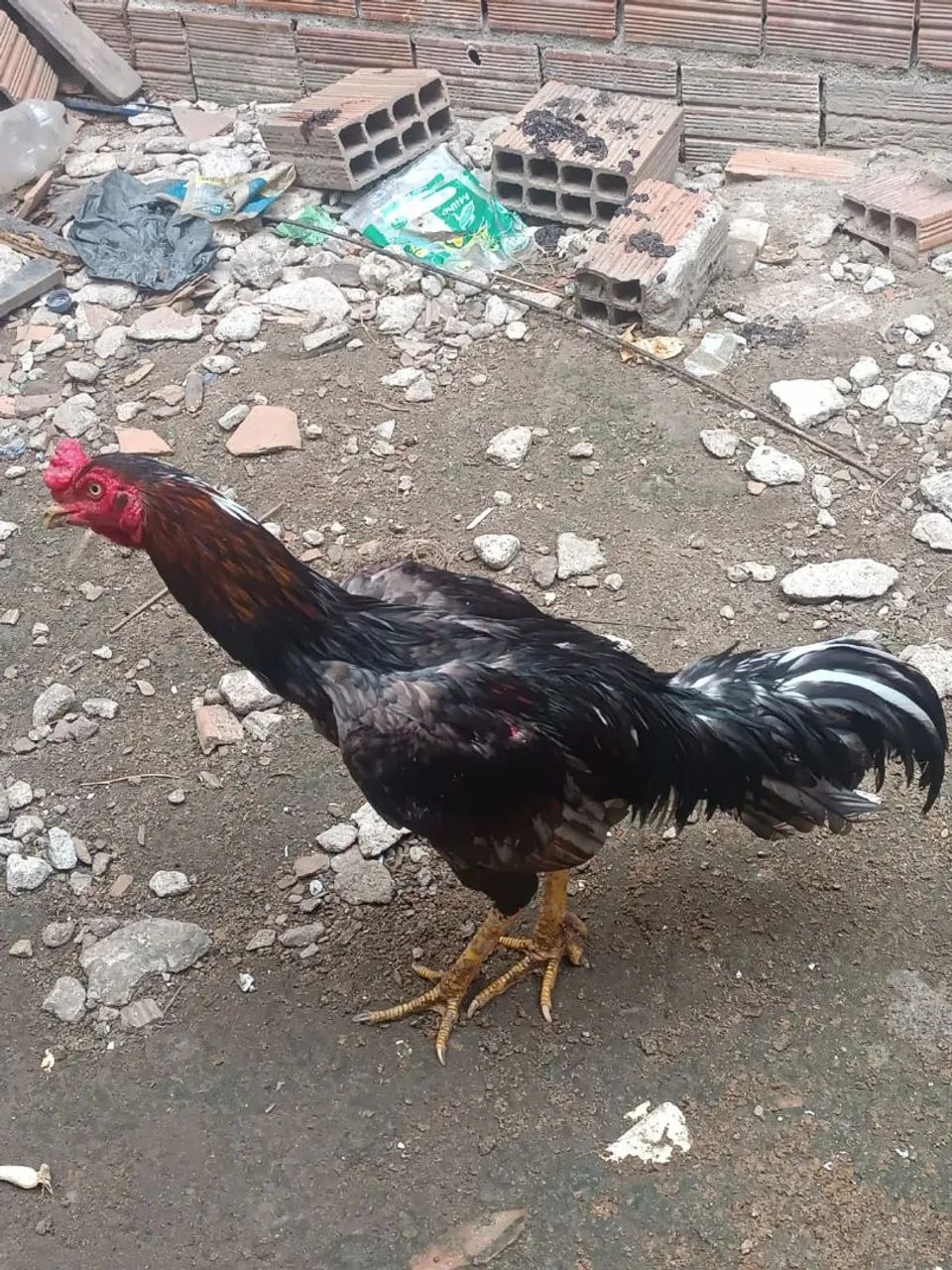 Galo e Galinha - Foto 2