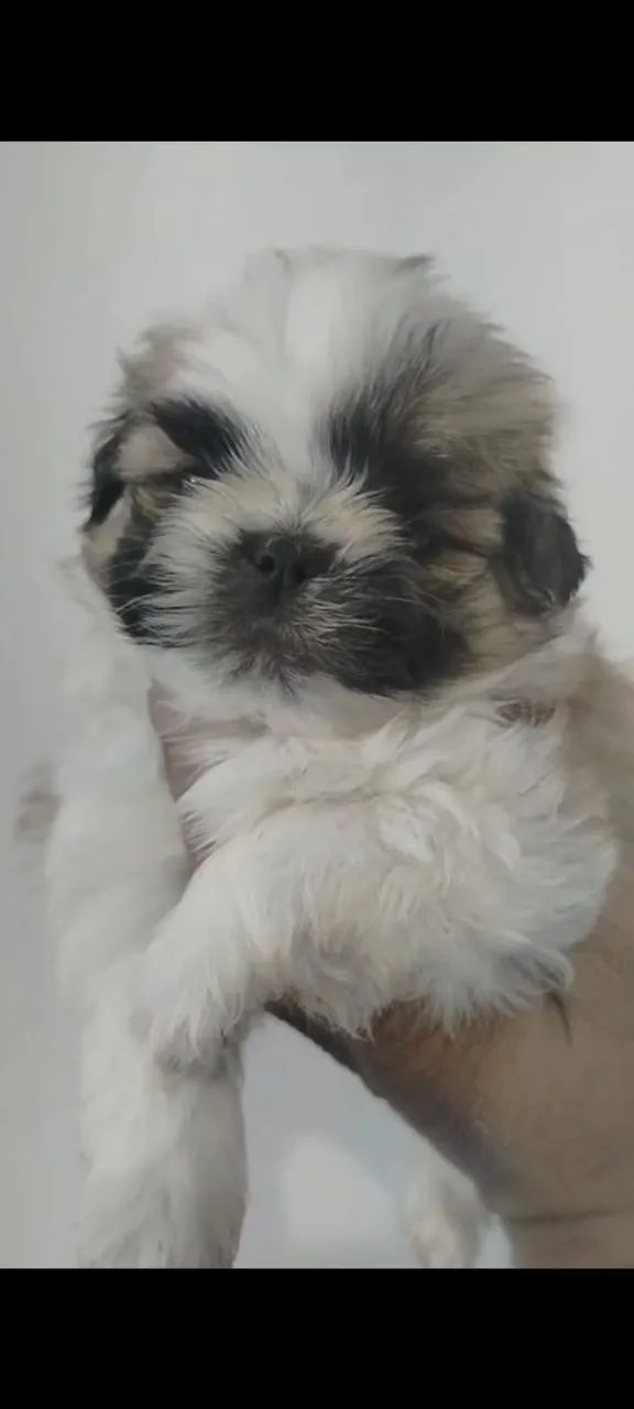 Stzo mini  - Foto 3