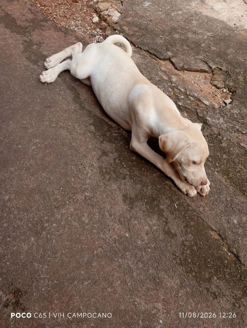 Adoção  - Foto 4