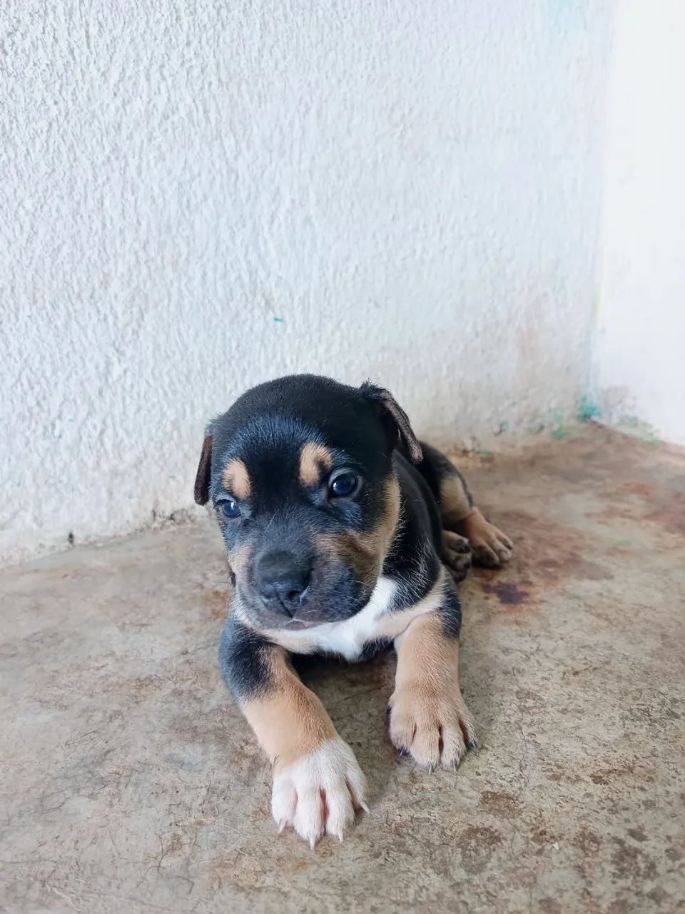 Doação de cachorro  - Foto 3