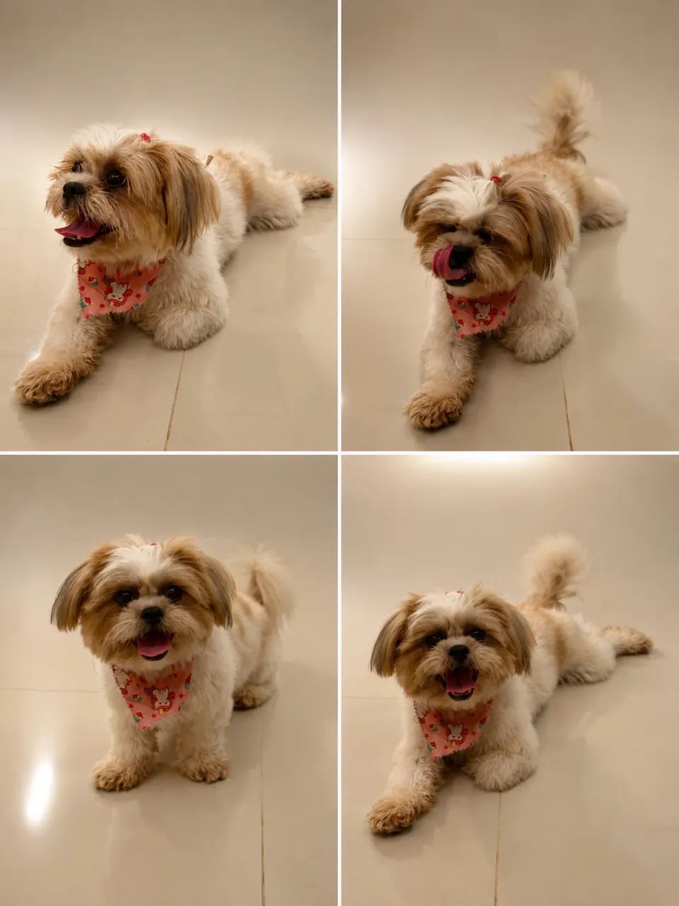Cachorro  - Foto 2
