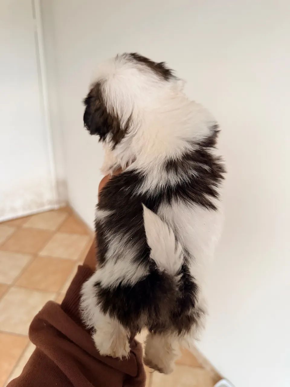 Shih tzu fêmea 