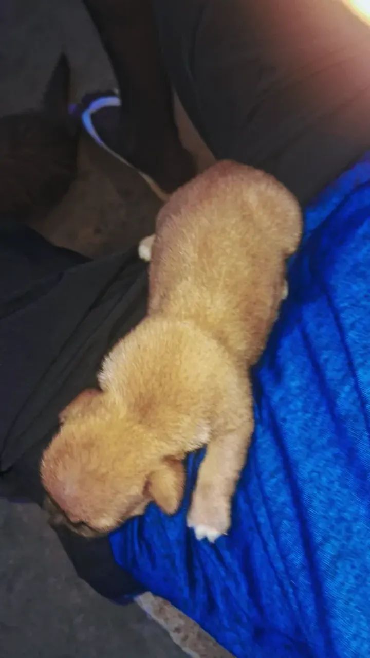 Vendo filhote de pinscher com pudou