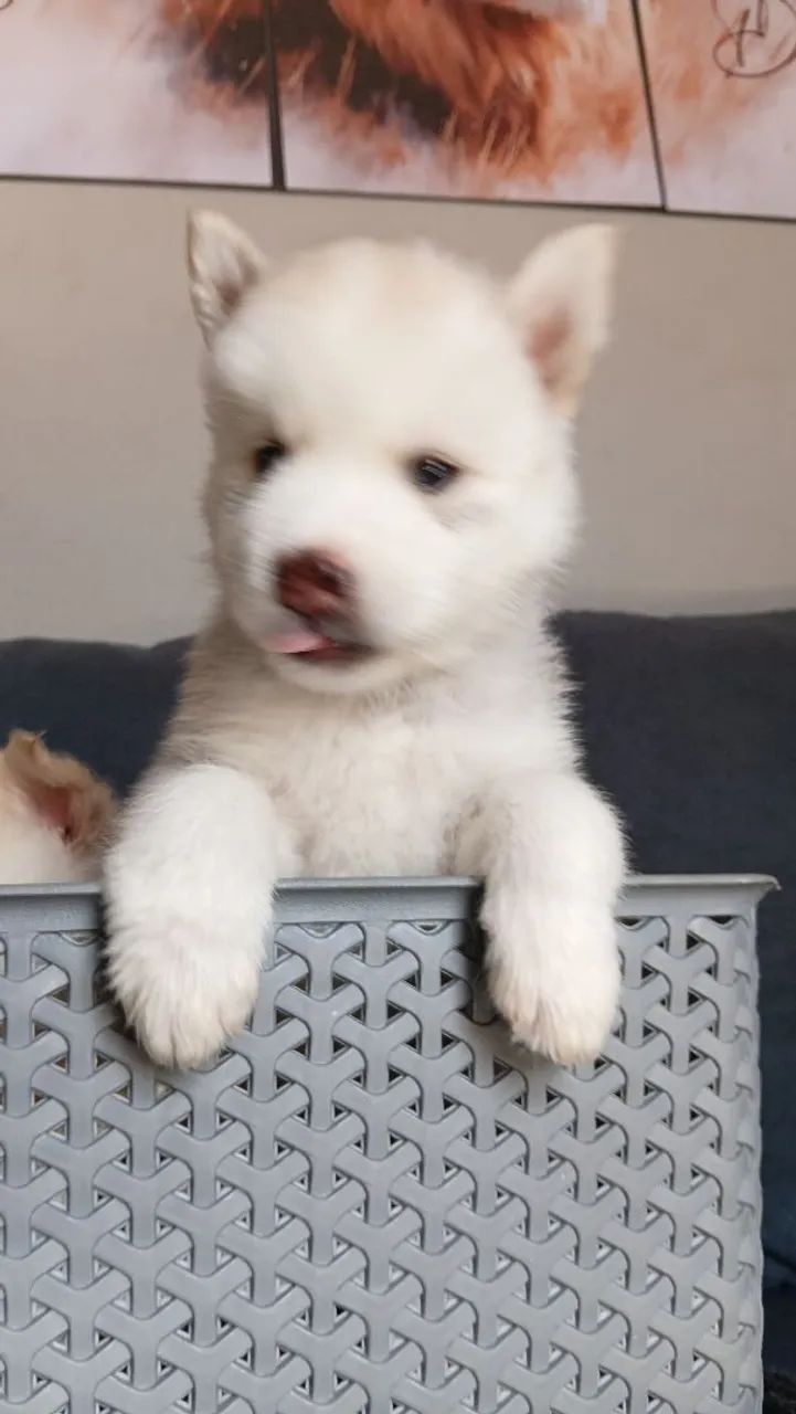 Husky siberiano  - Foto 2
