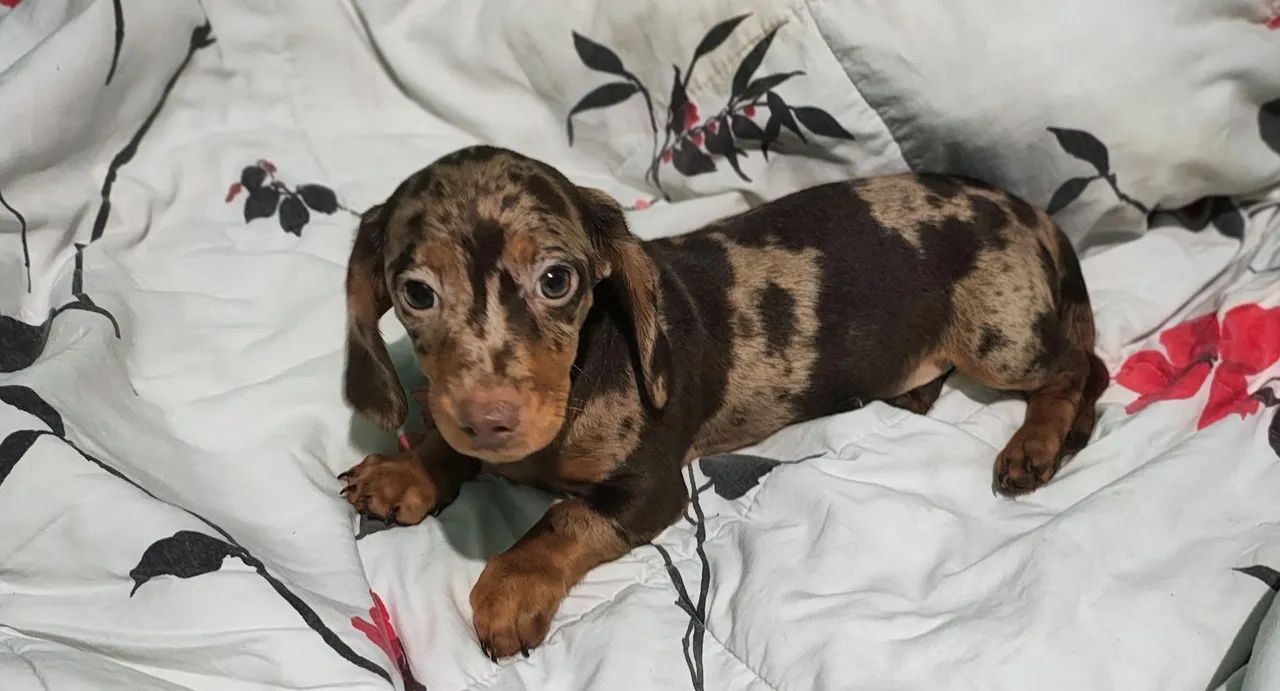 Daschund/Teckel Arlequim Chocolate  - Foto 2