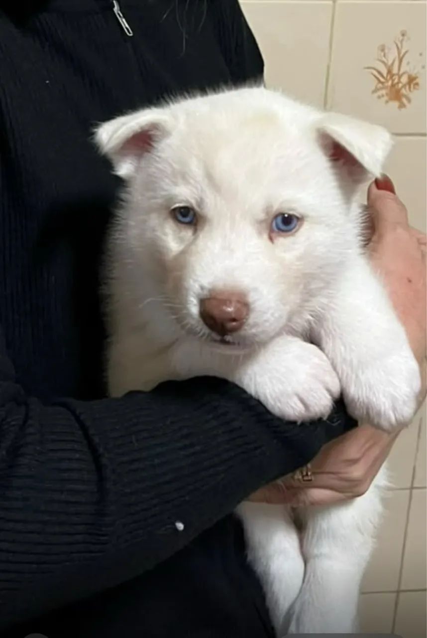 Filhote de Husky Siberiano 