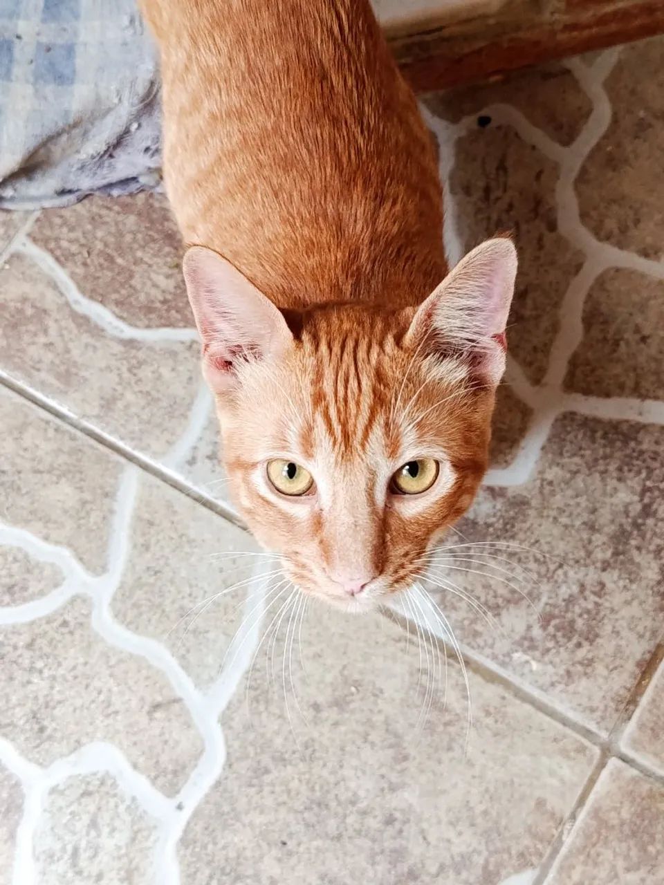 Adoção Responsável Gato Laranjinha  - Foto 2
