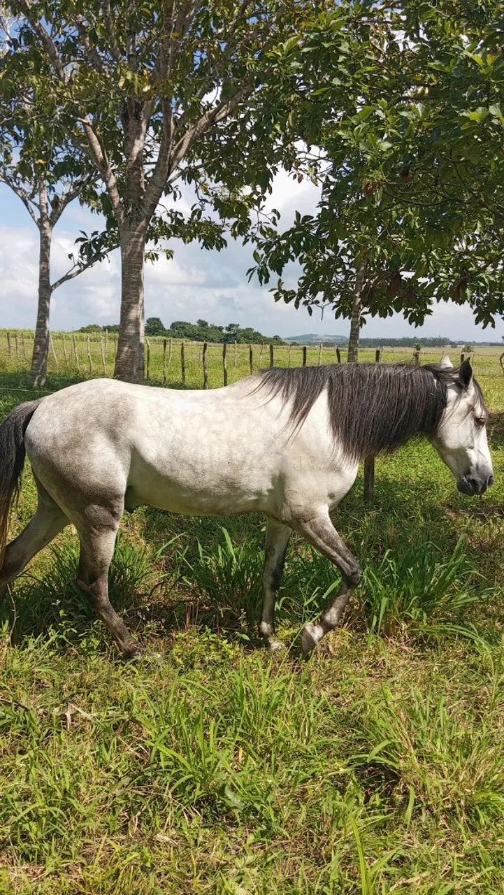 Cavalo  - Foto 4
