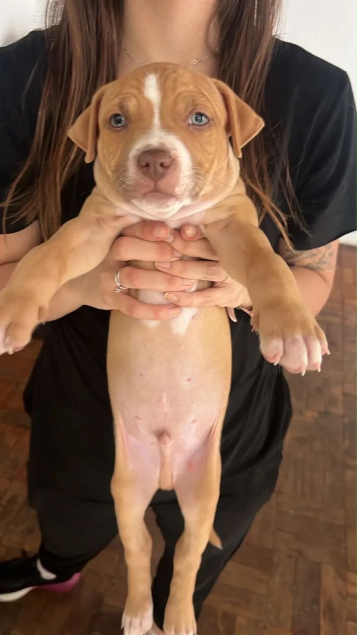 Filhotes de Pitbull  - Foto 2
