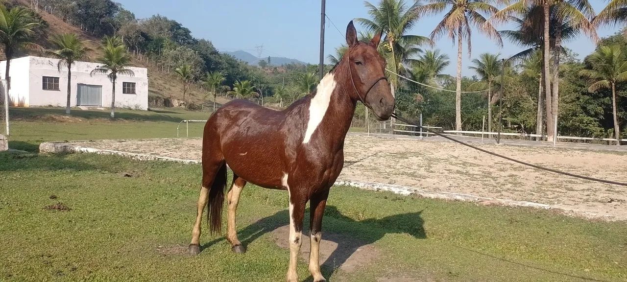 Egua pampa de marcha picada  - Foto 6