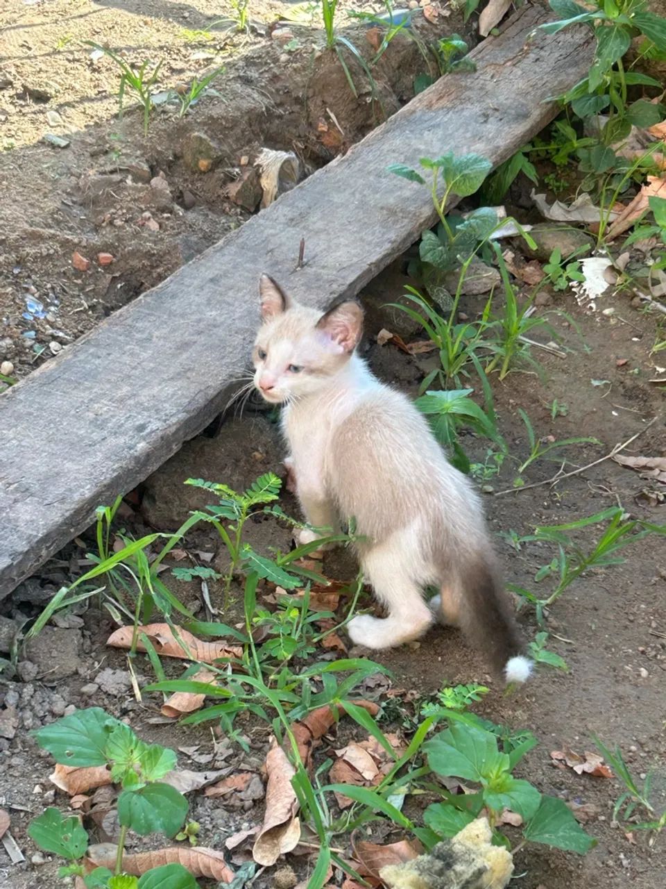 Doa-se Gatinhos - Foto 2
